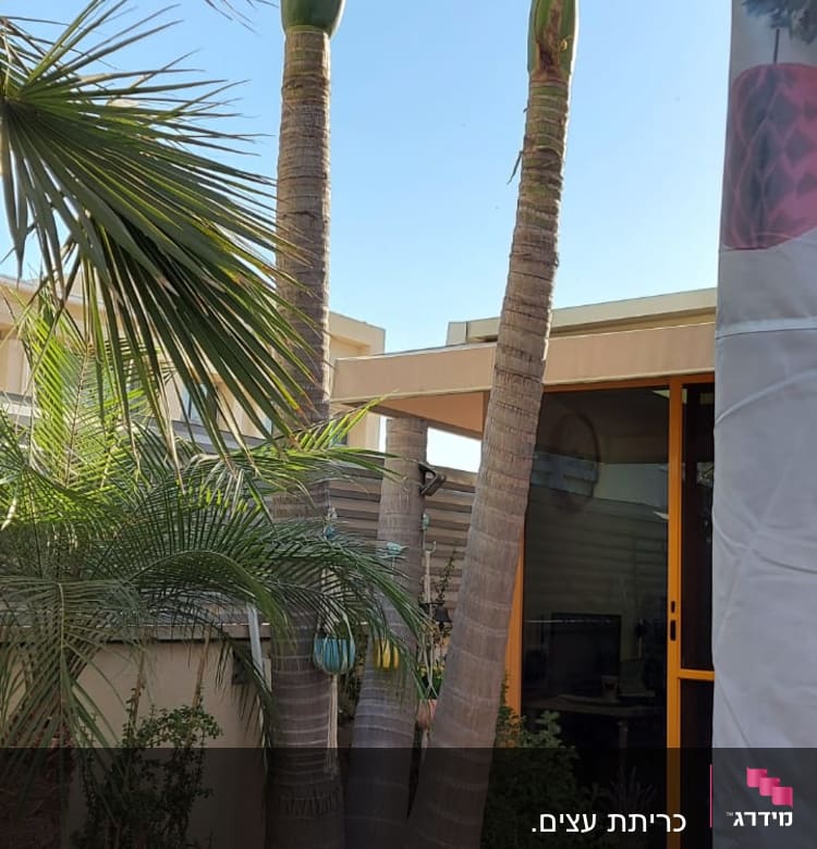 עצים גבוהים עם עלים ירוקים בחצר